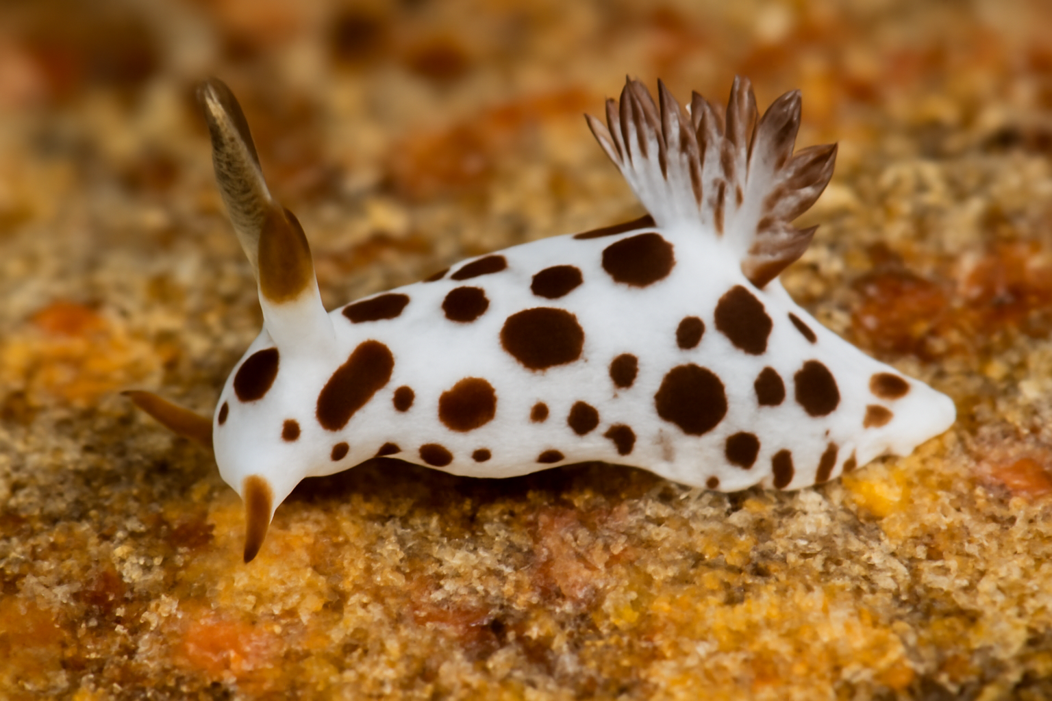 White-spotted Trapania
