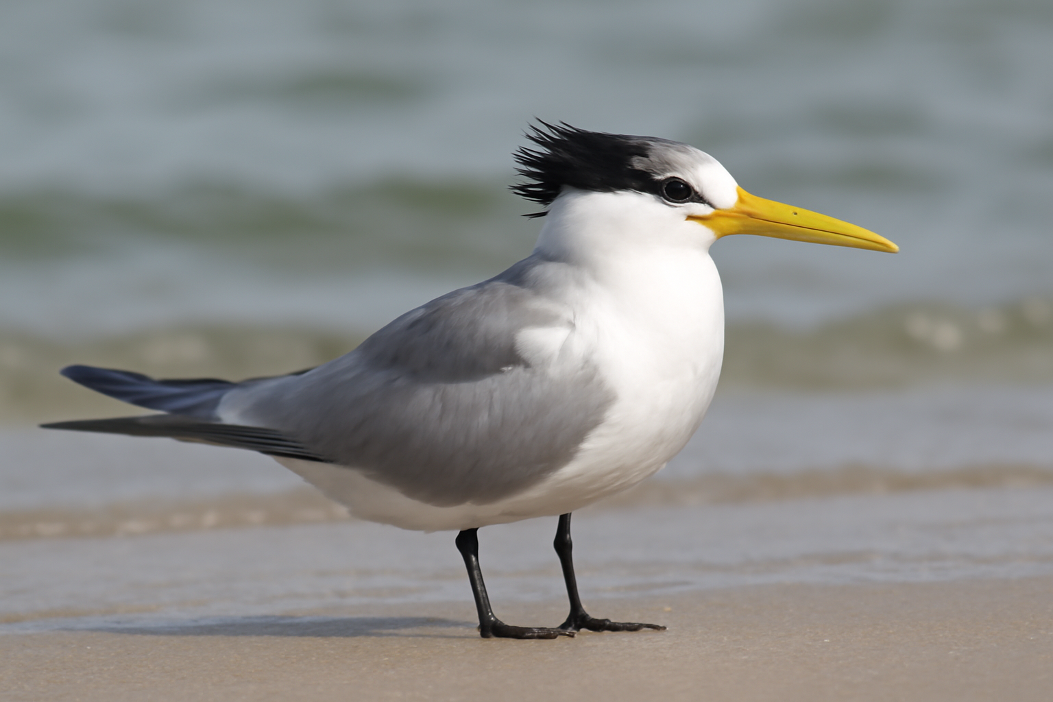 Lesser Crested Tern