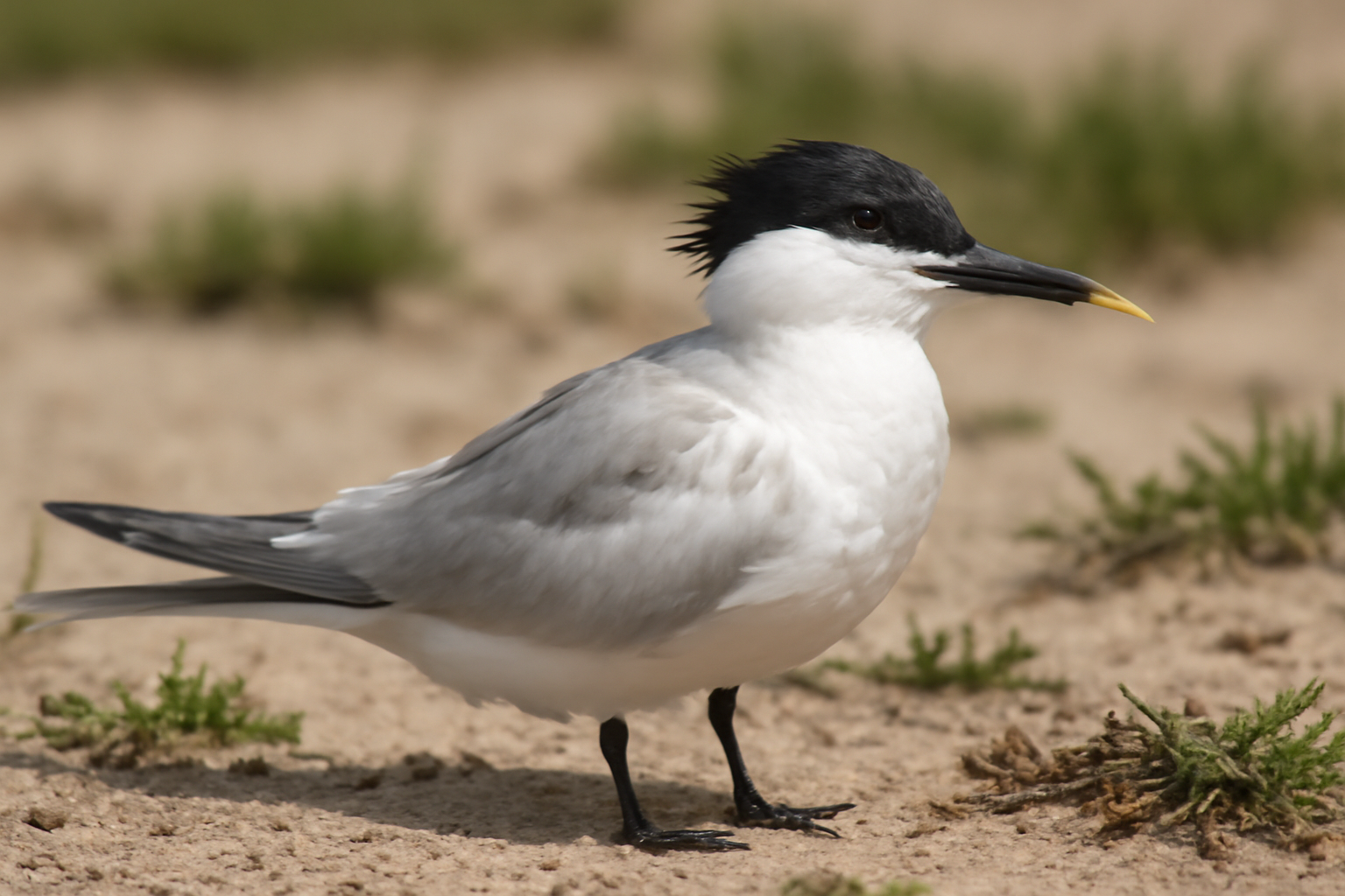 Sandwich Tern