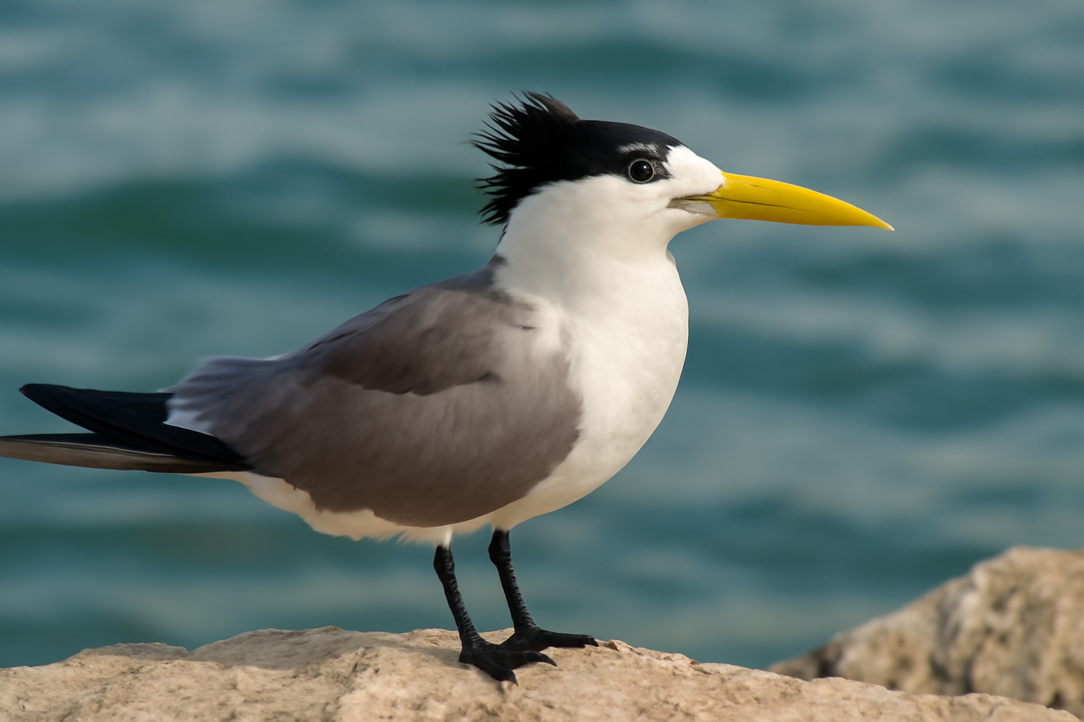 Greater Crested Tern