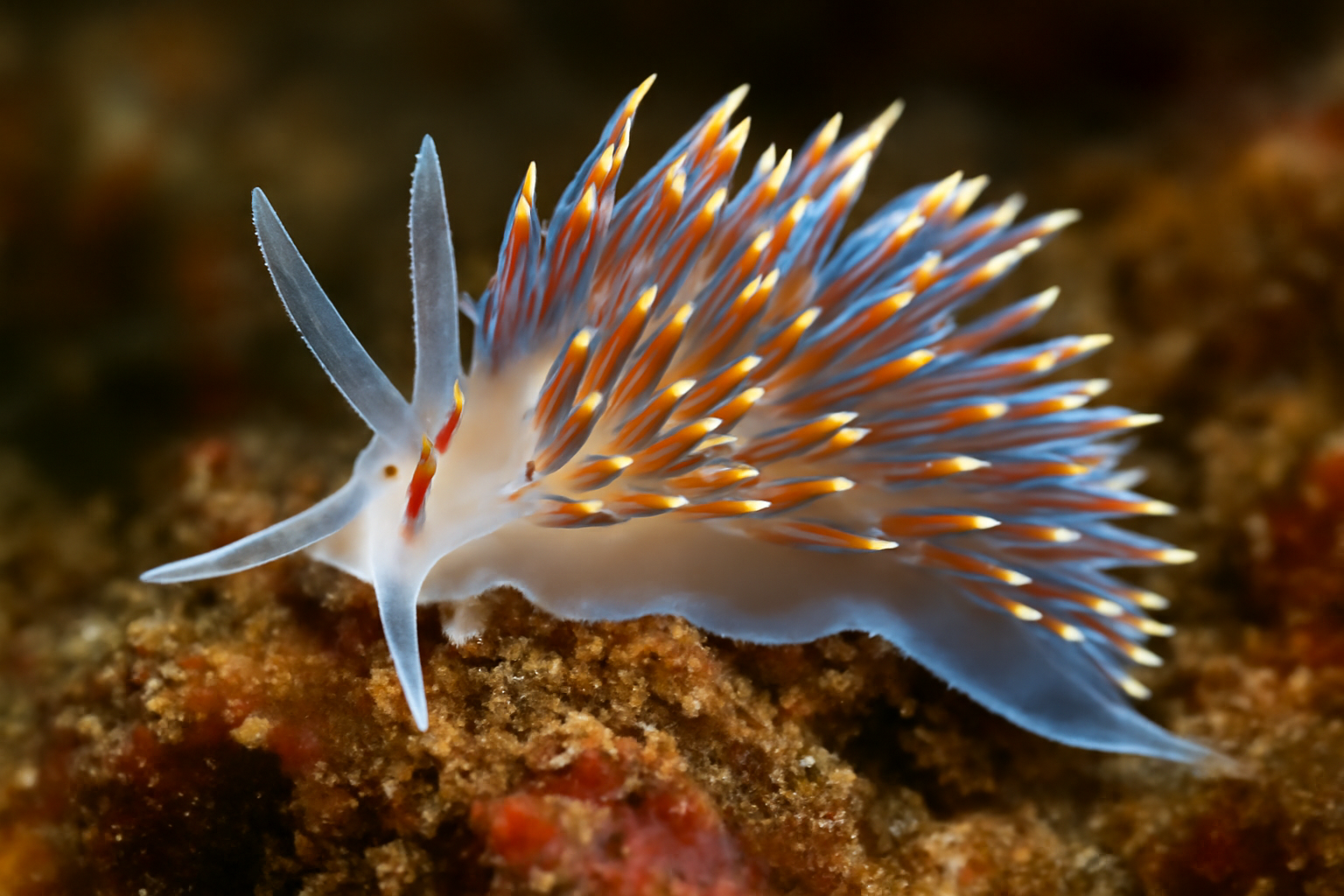 Opalescent Nudibranch
