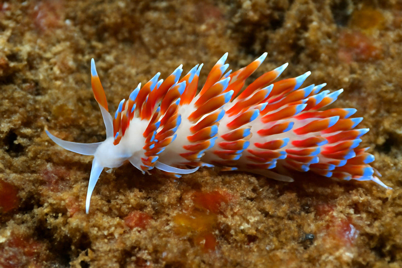 Indo-Pacific Phidiana