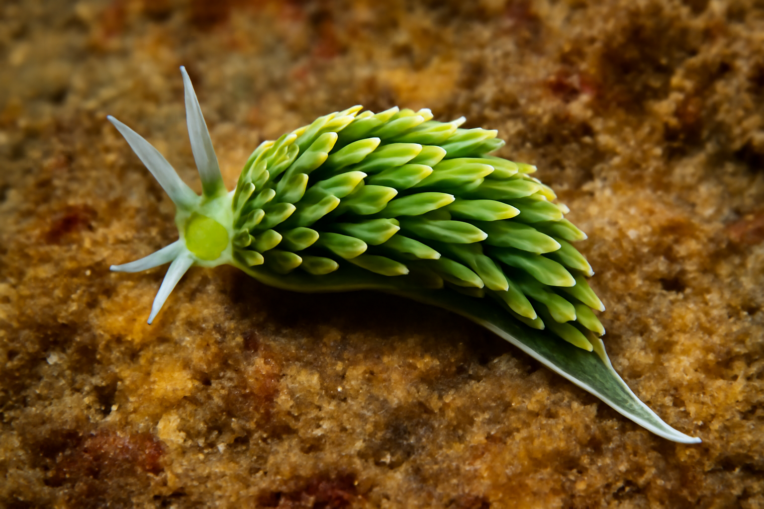 Green Phidiana