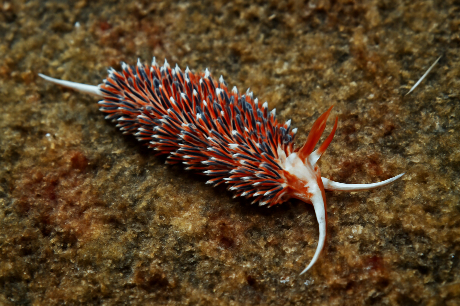 Long-tailed Phidiana