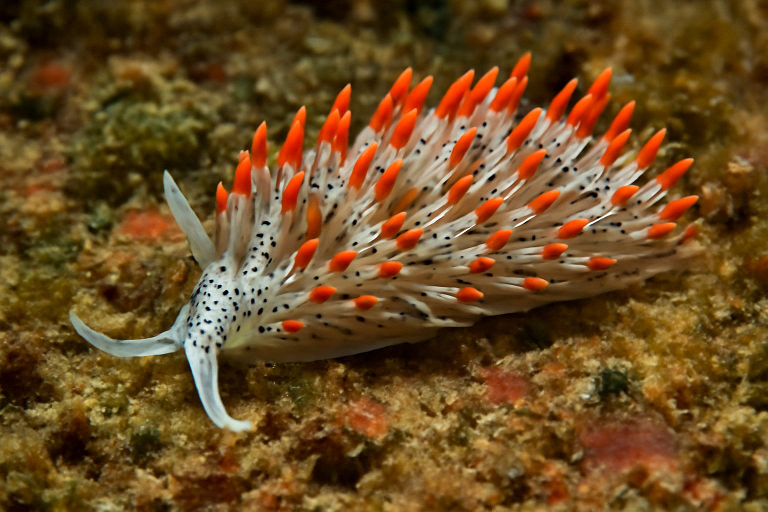 Black-spotted Phidiana