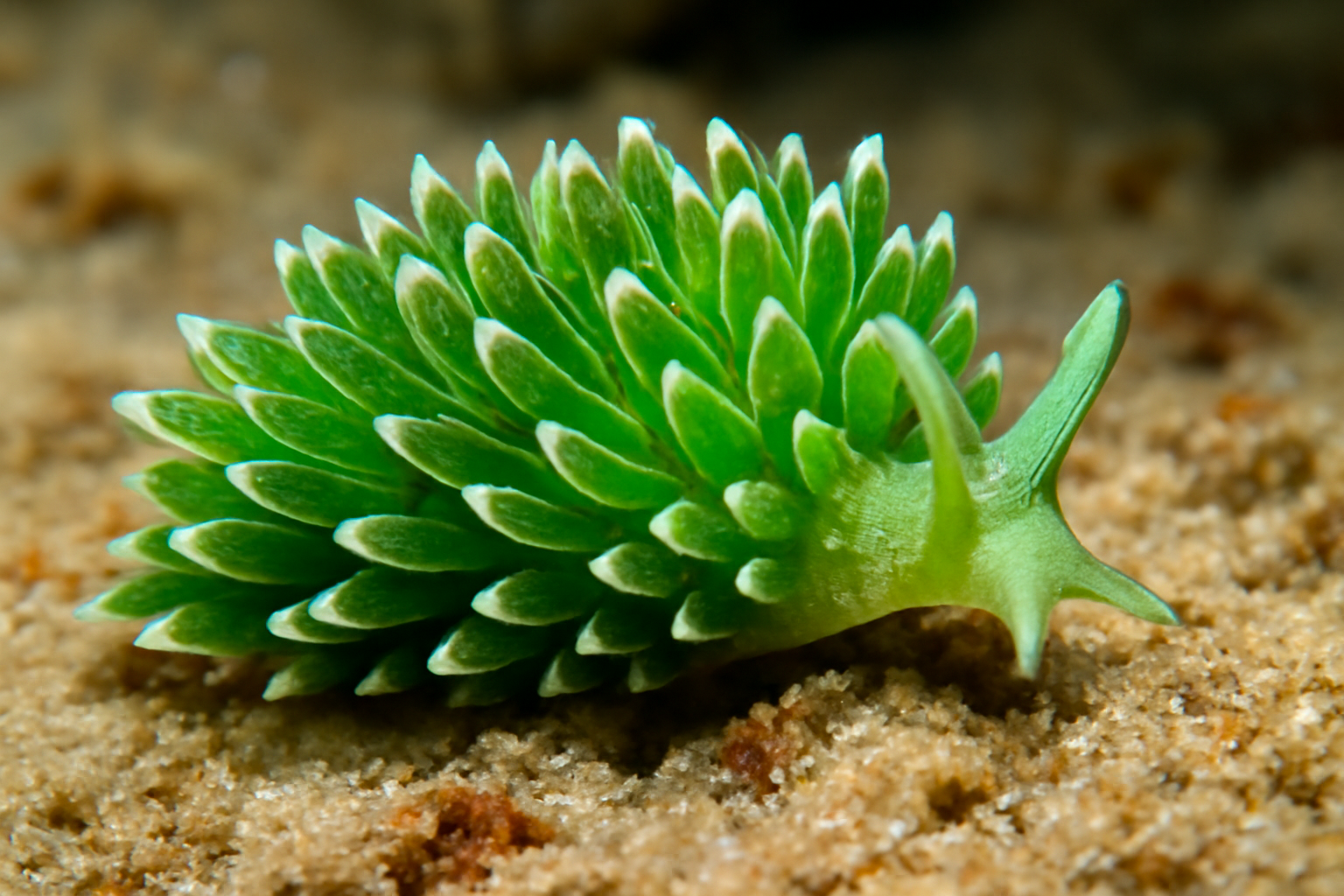 Green Eolis