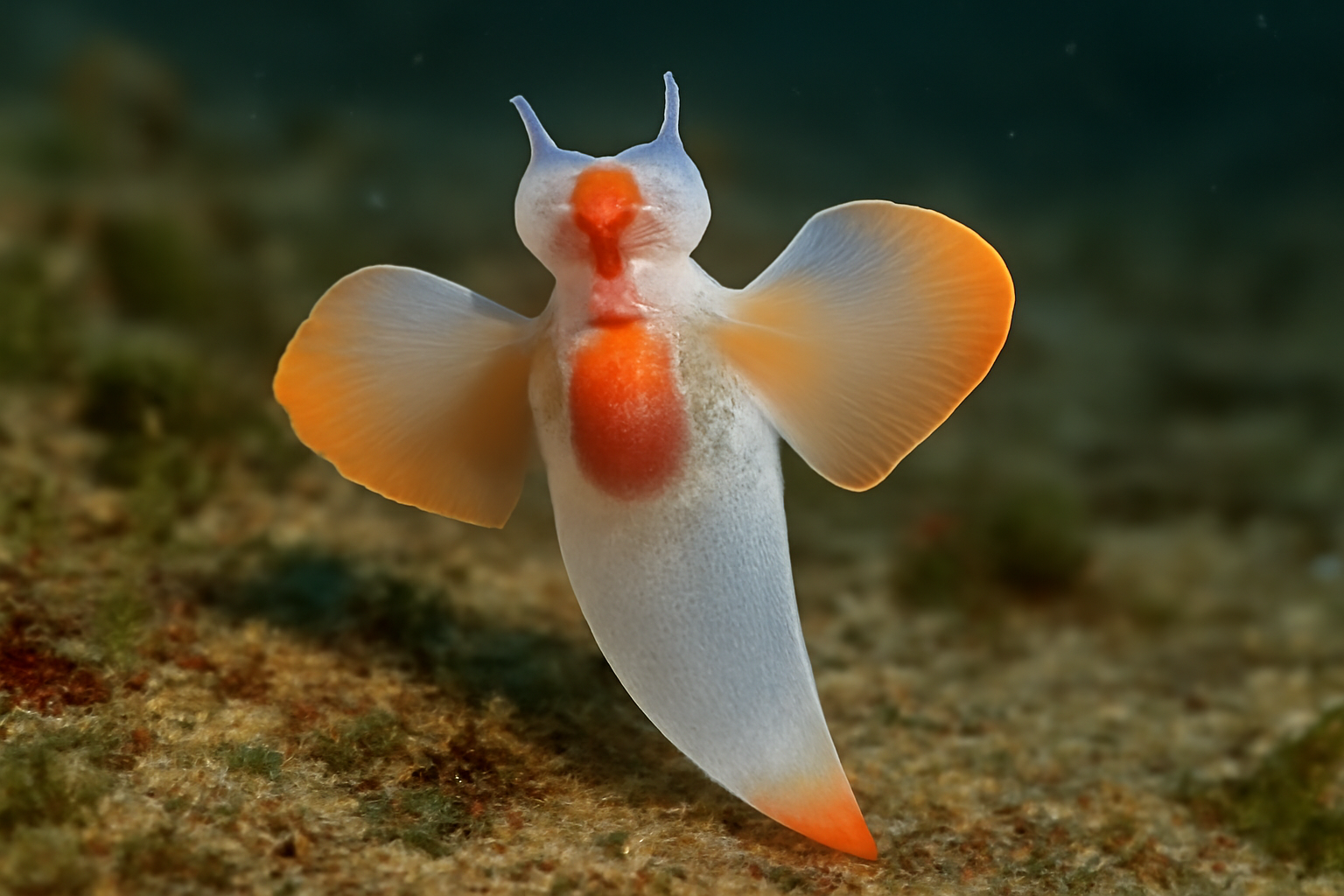 Antarctic Sea Slug