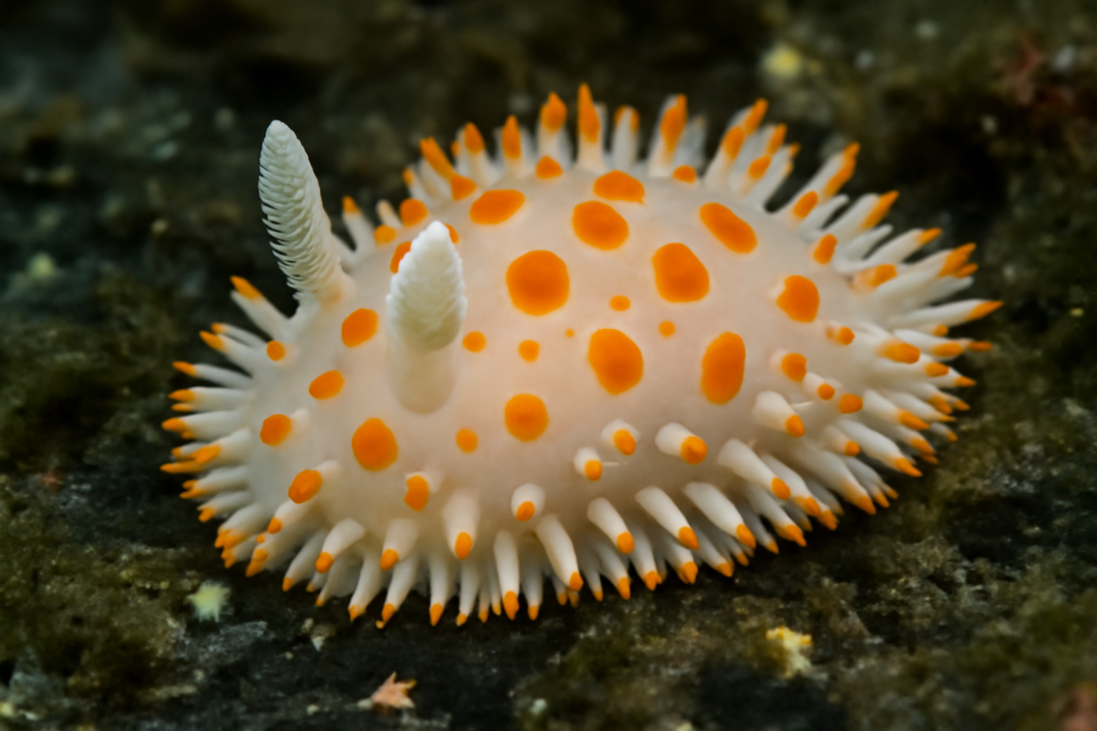 Antarctic nudibranch
