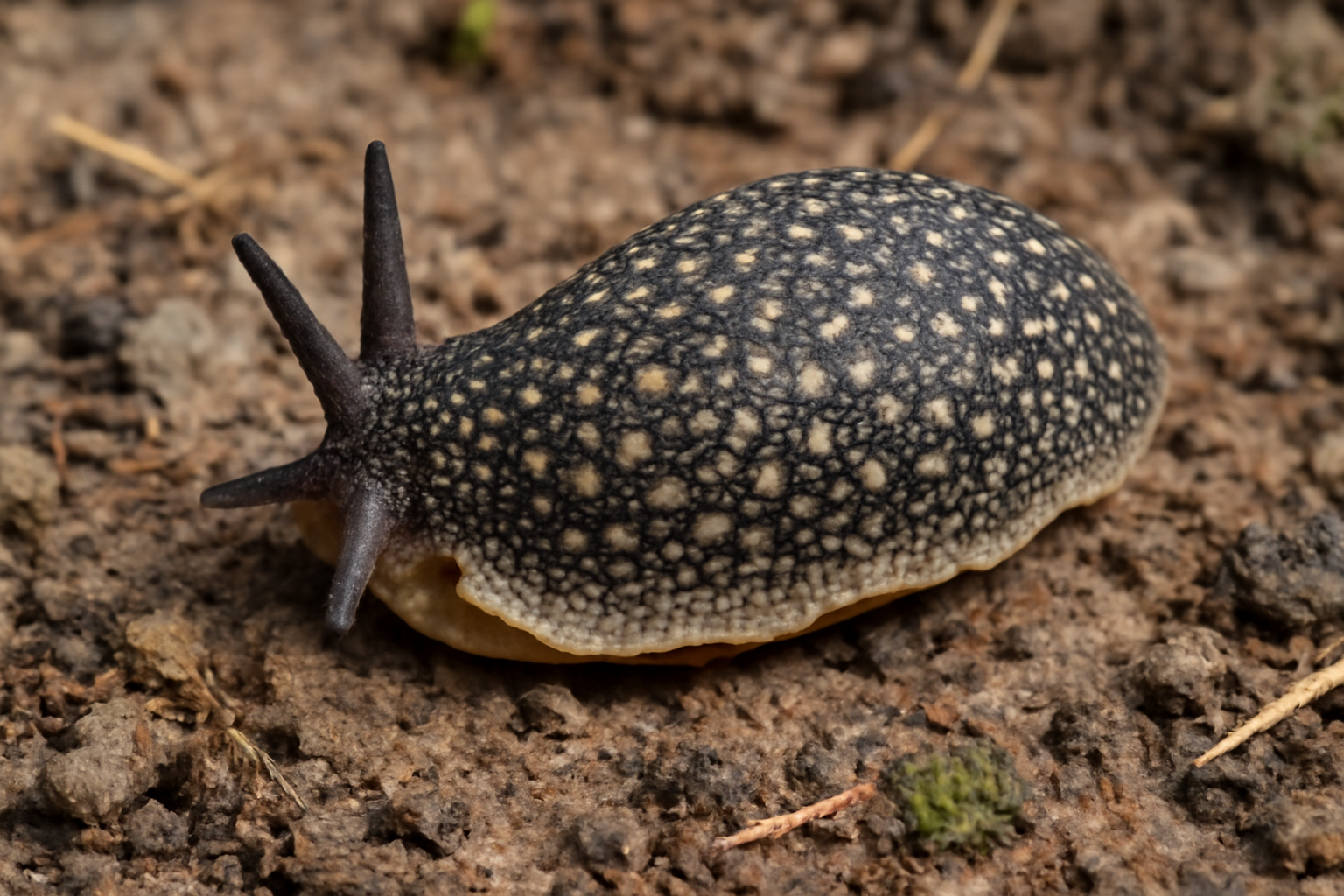 Terrestrial sea slug