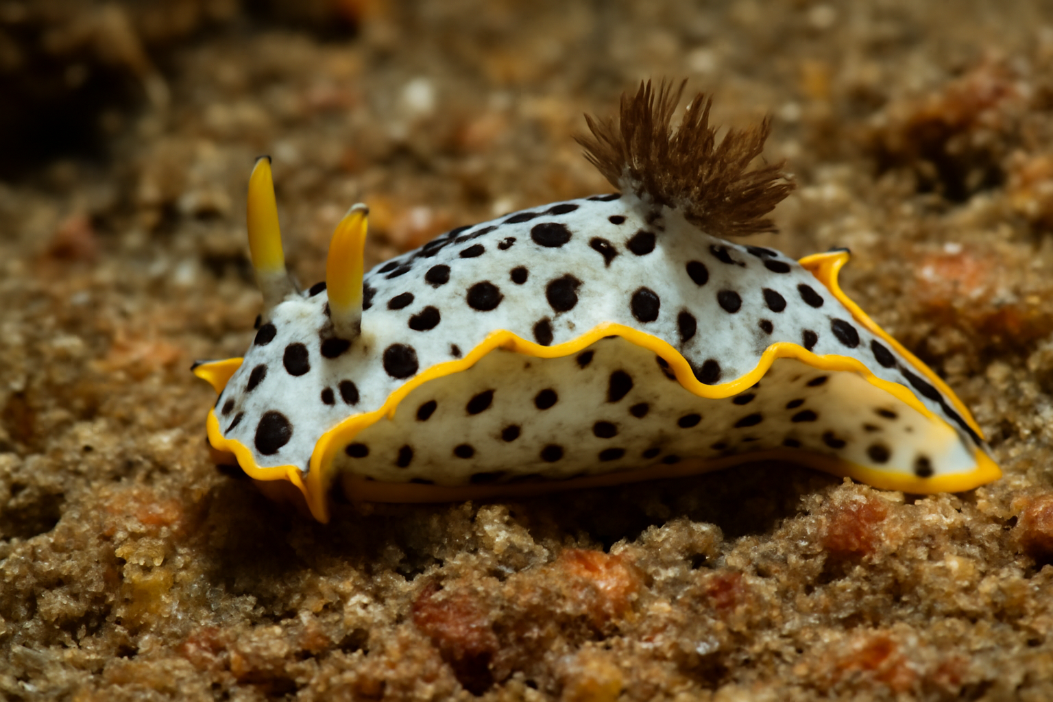 Yellow-edged Polycerid