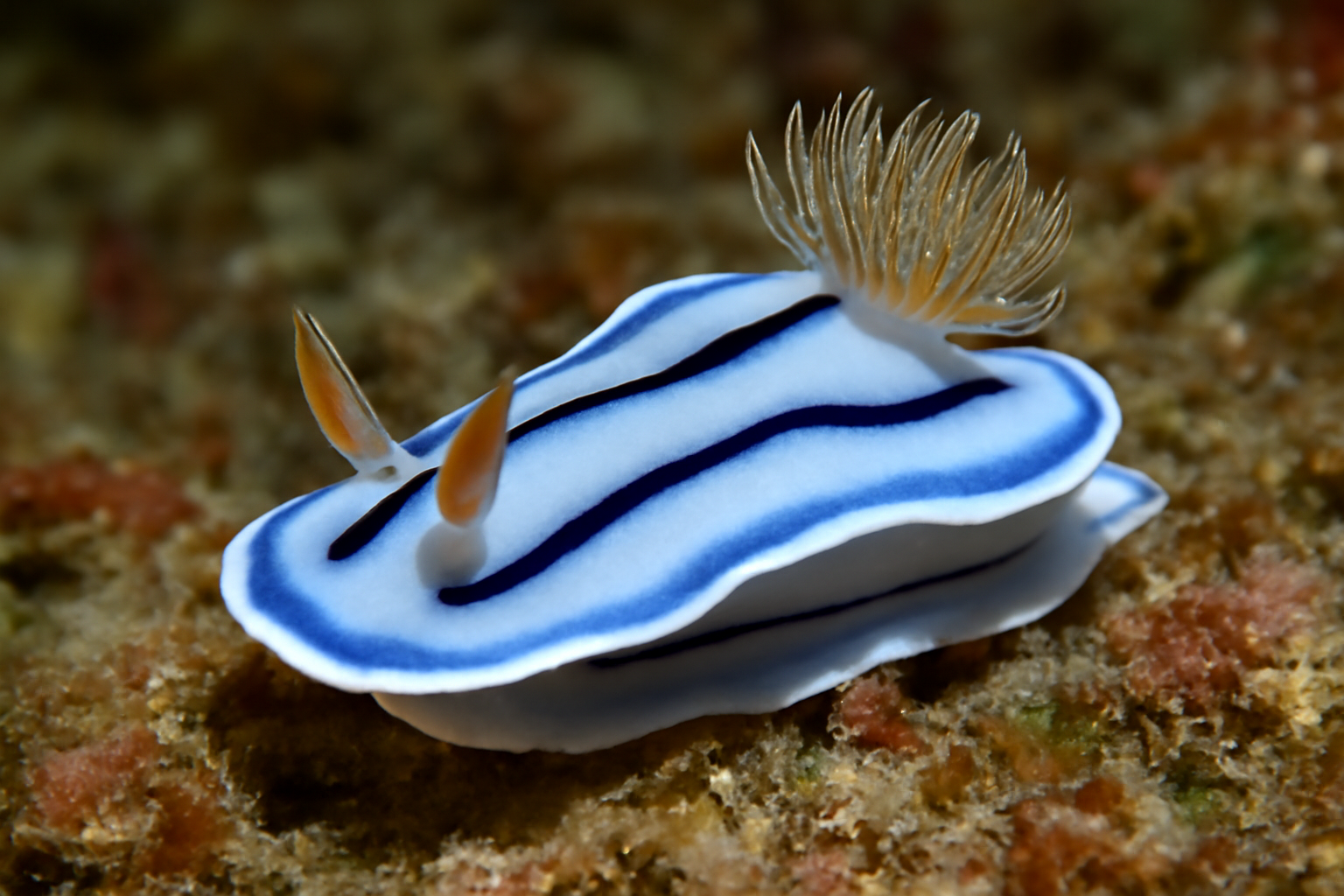 Nudibranch
