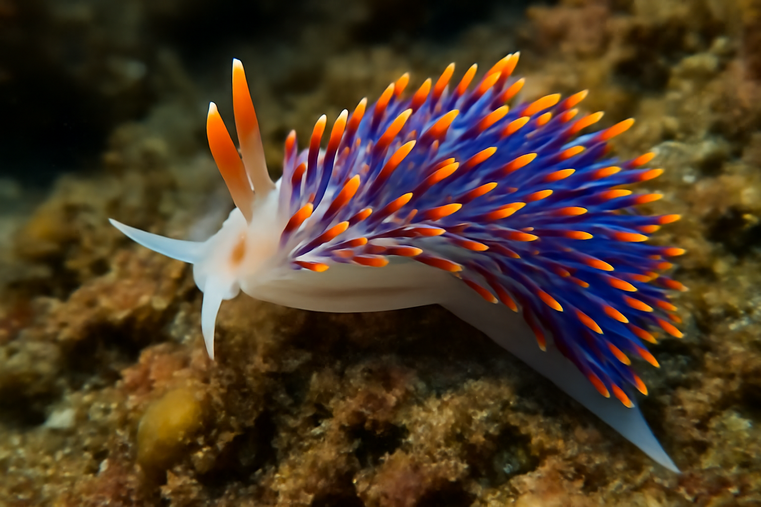 Pacific Aeolid
