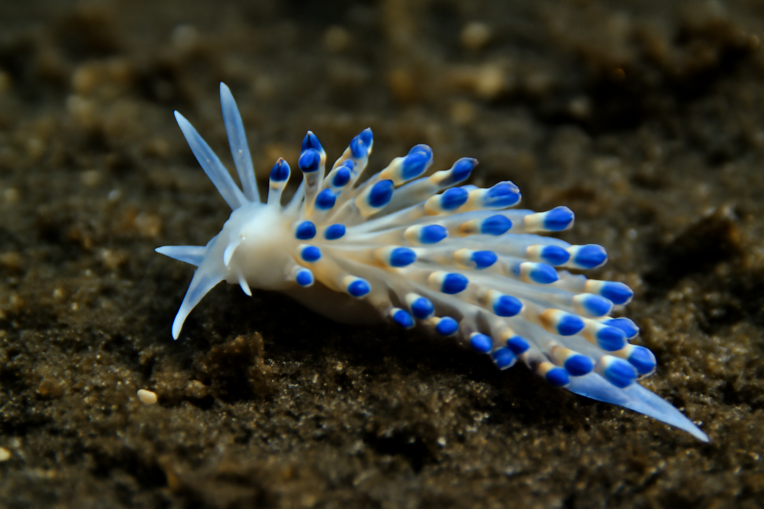 Deep-sea Cuthonella