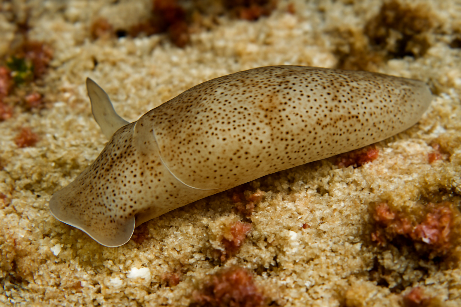 Pallidiglaja Breedyi