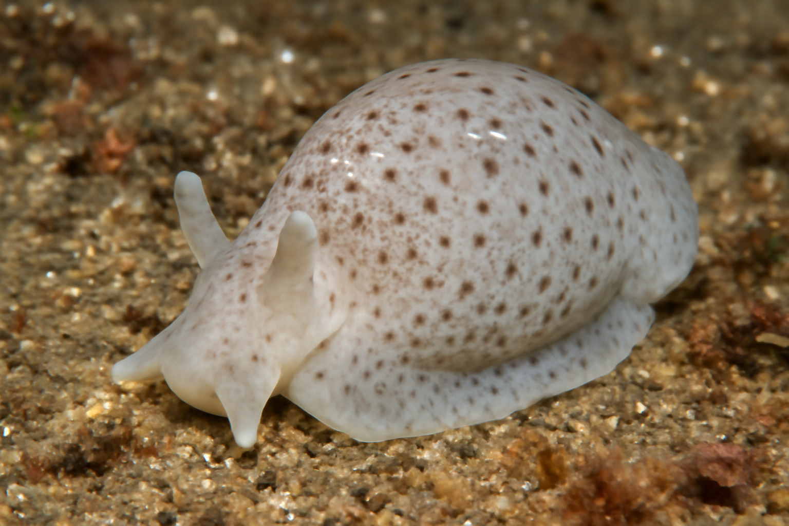 Pallidiglaja Aperta