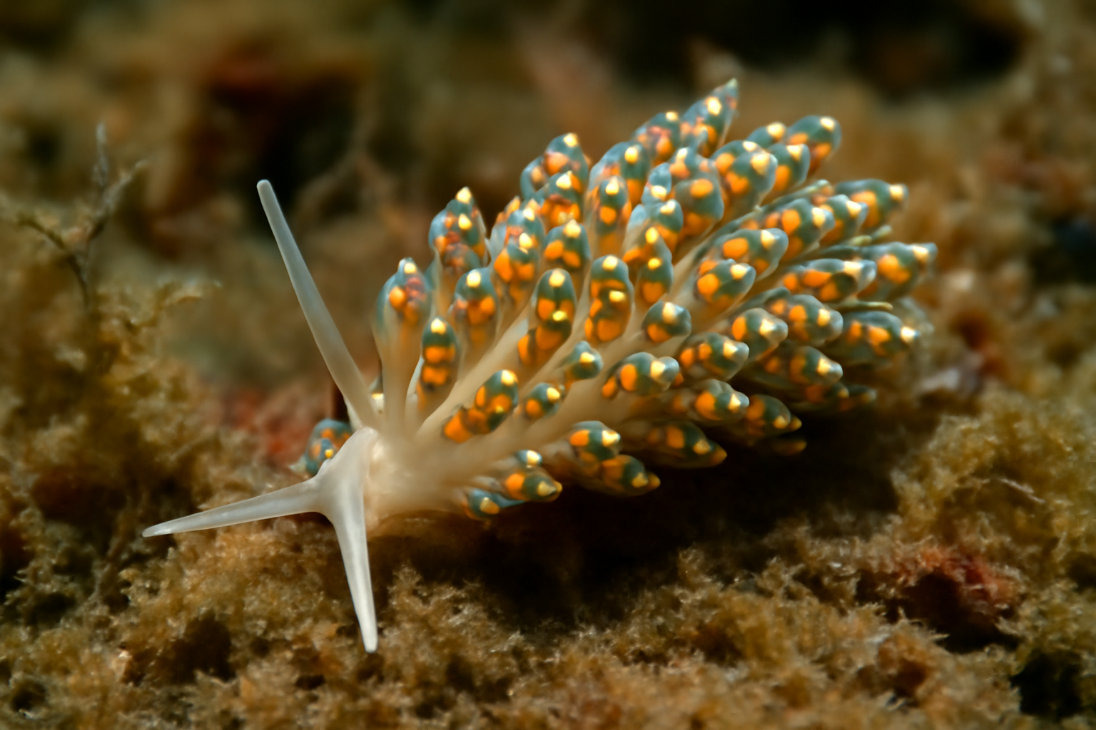 Small Trinchesia