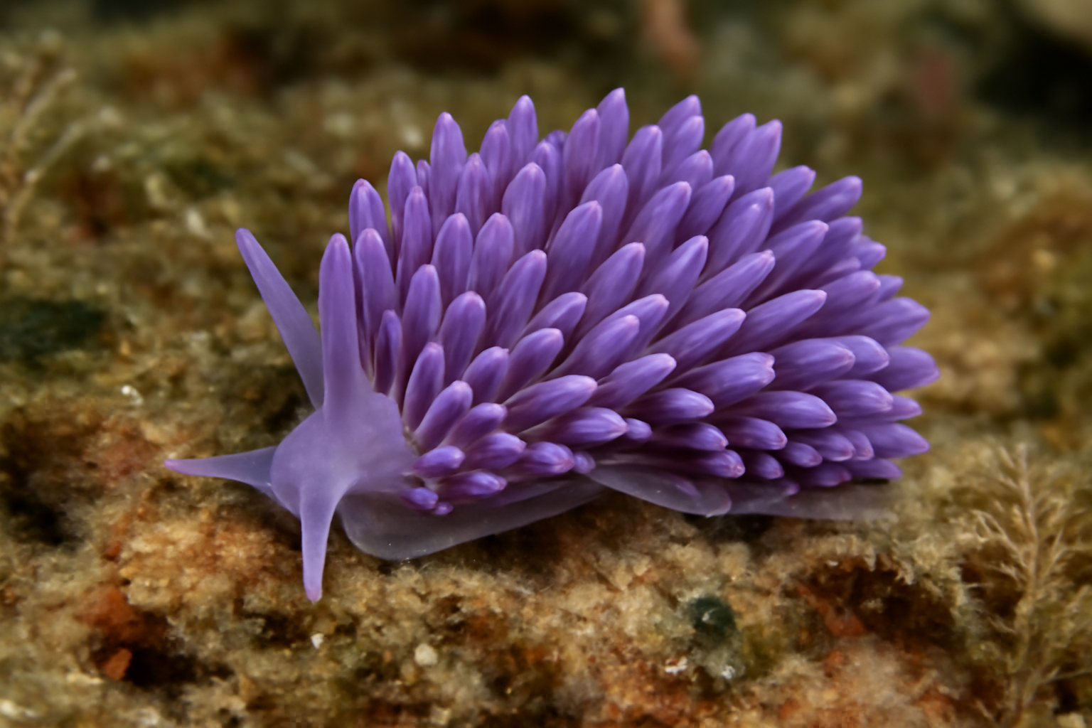Violet Trinchesia