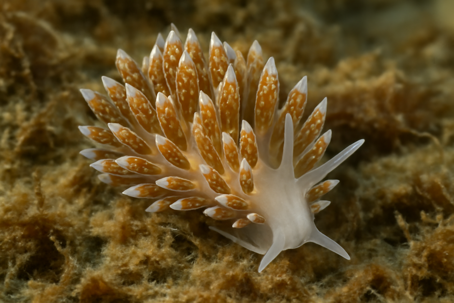 Celtic Trinchesia