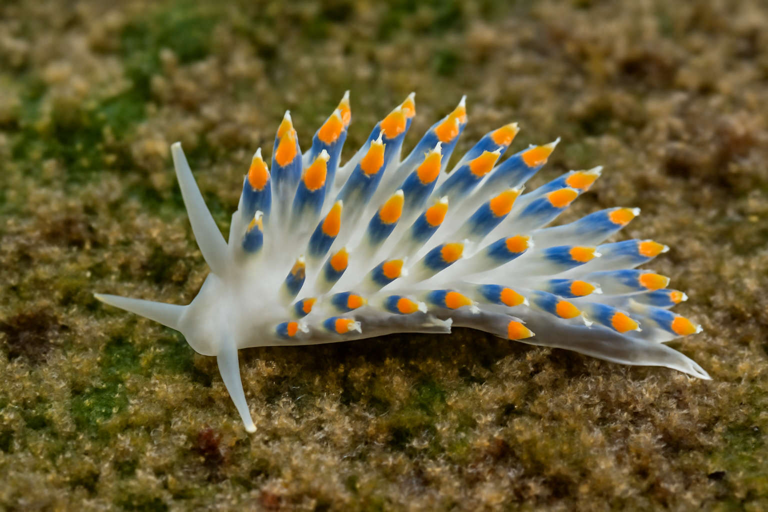 Northern Trinchesia