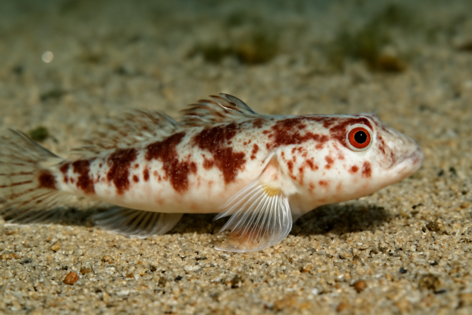 Ziminella's Goby