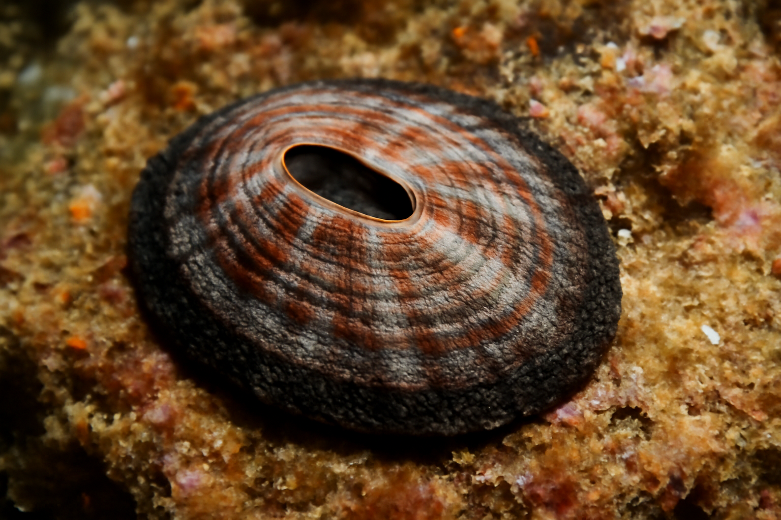 Fissurella barbadensis