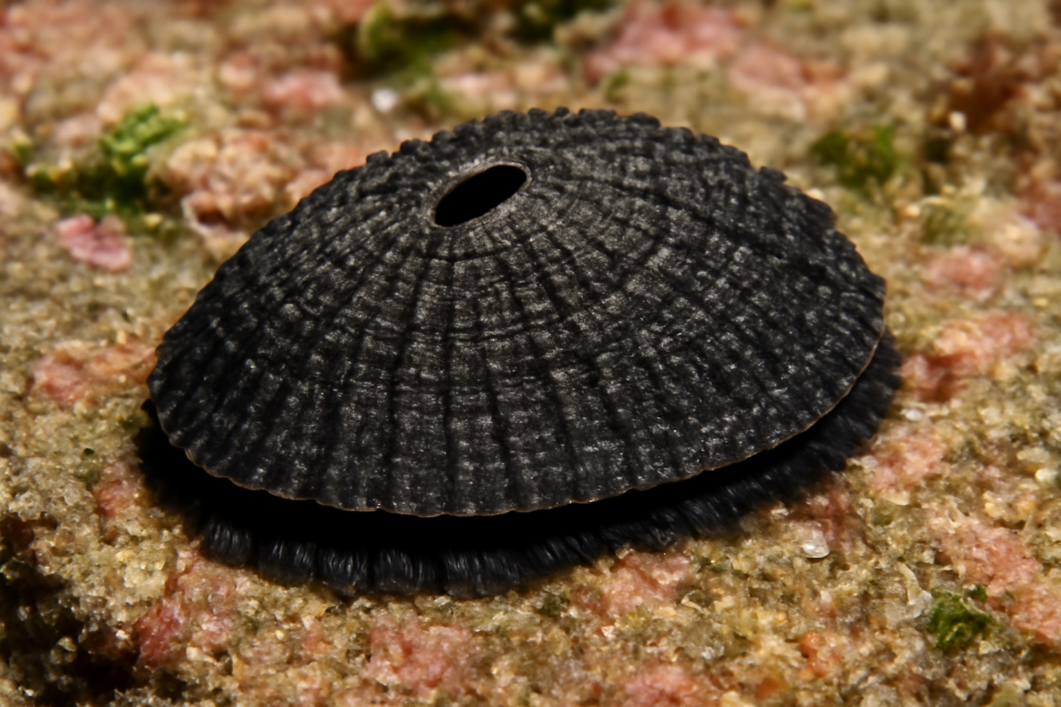 Fissurella nigra