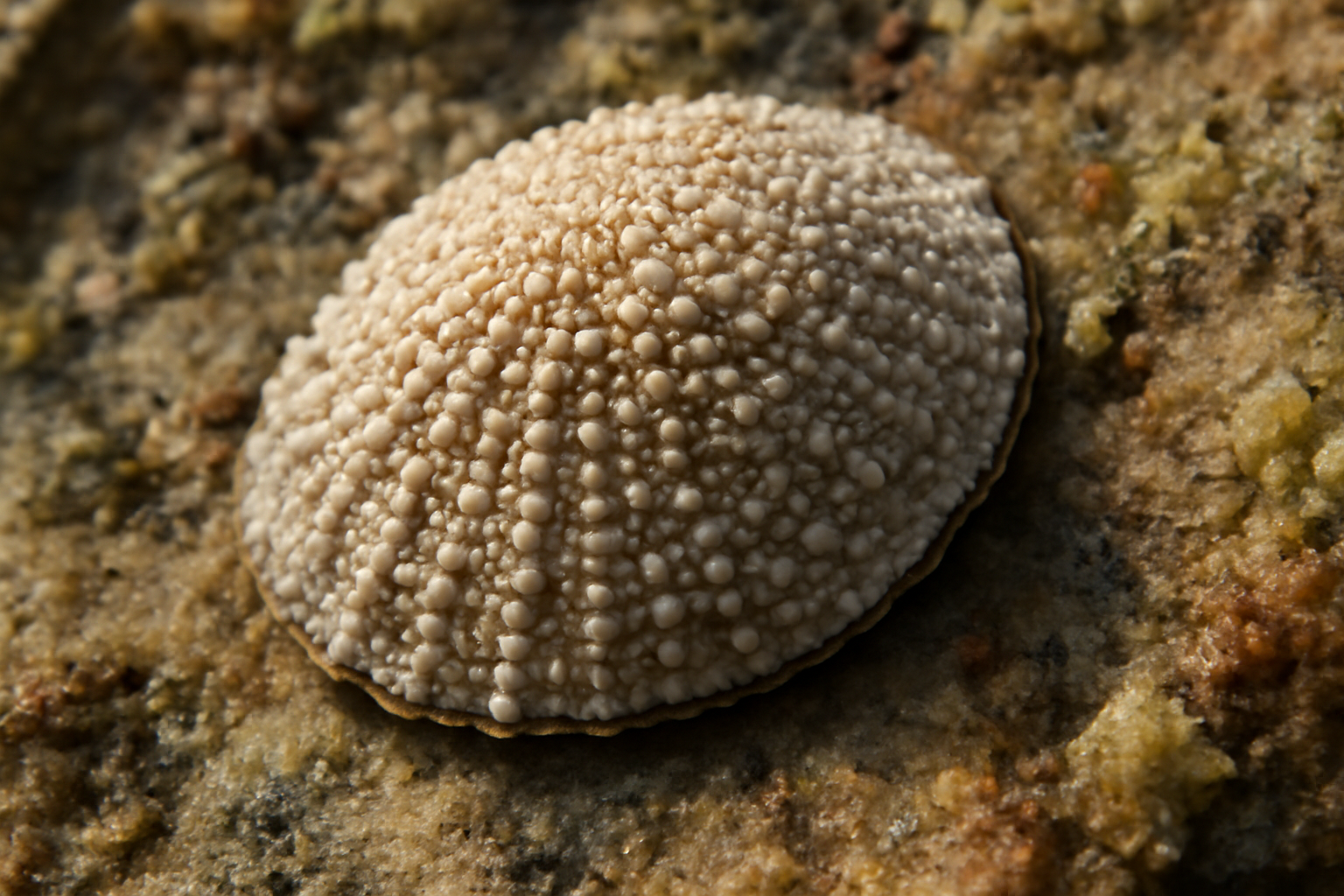 Granulated Limpet