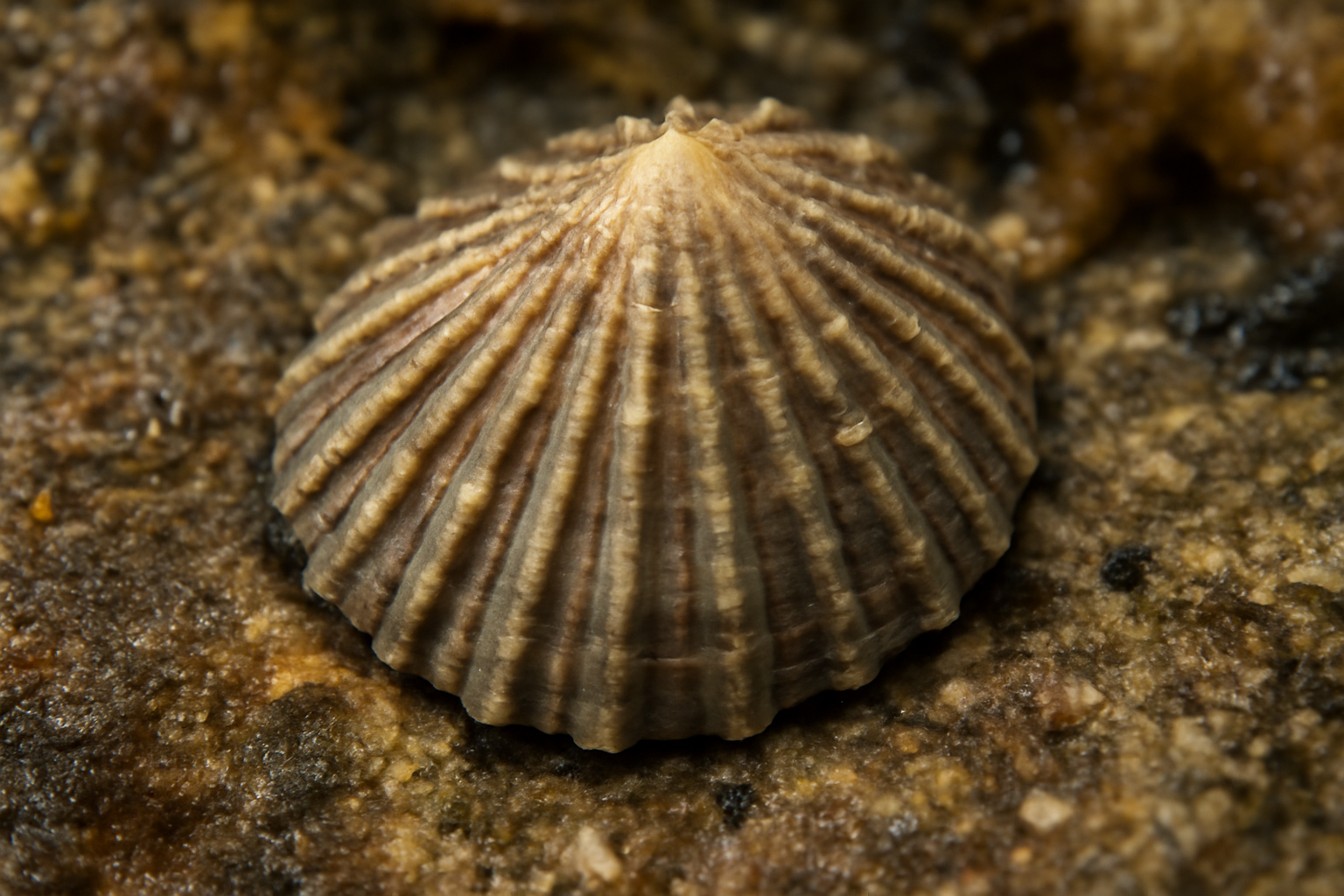 Ribbed Limpet