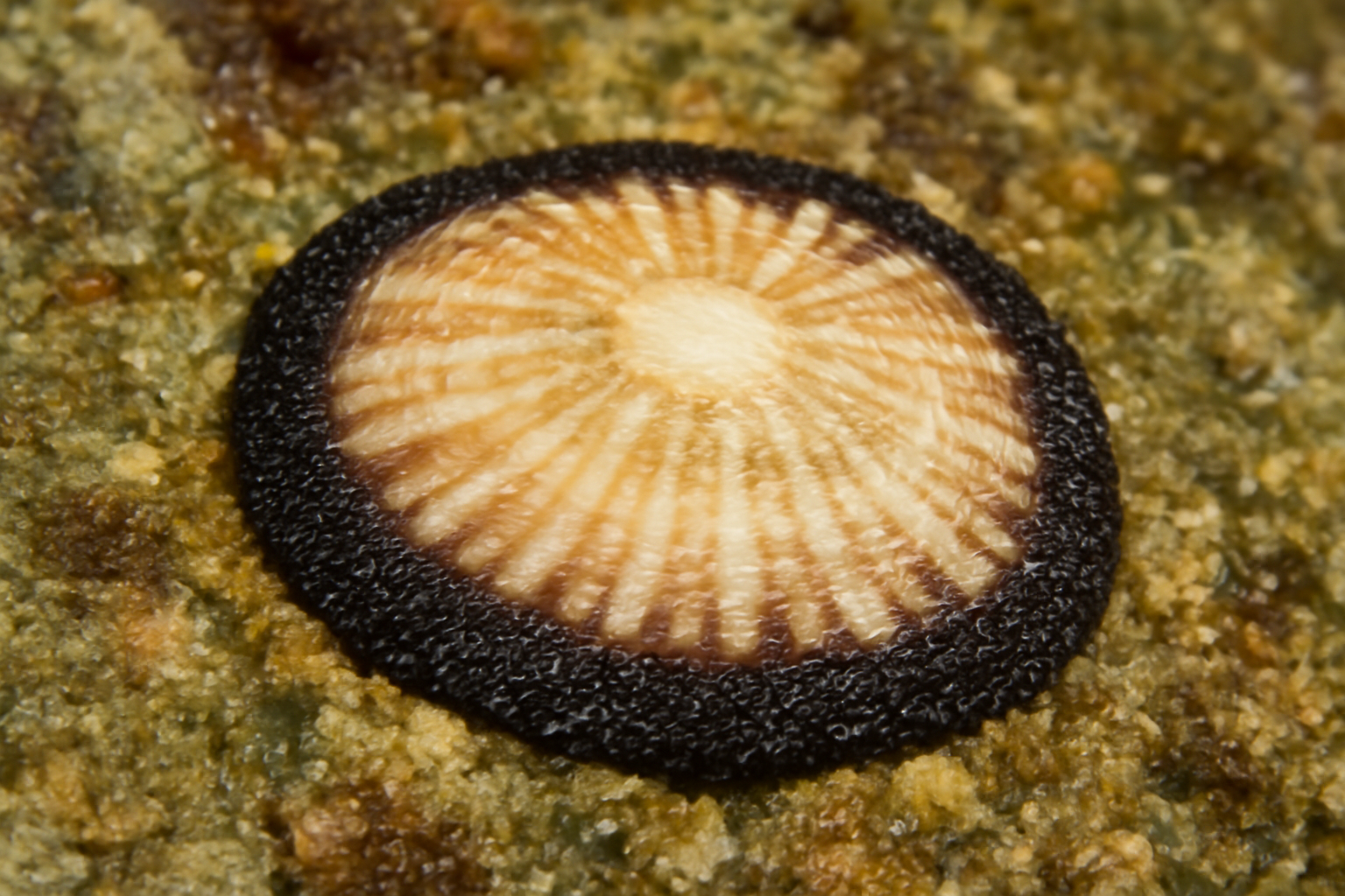 Plate Limpet