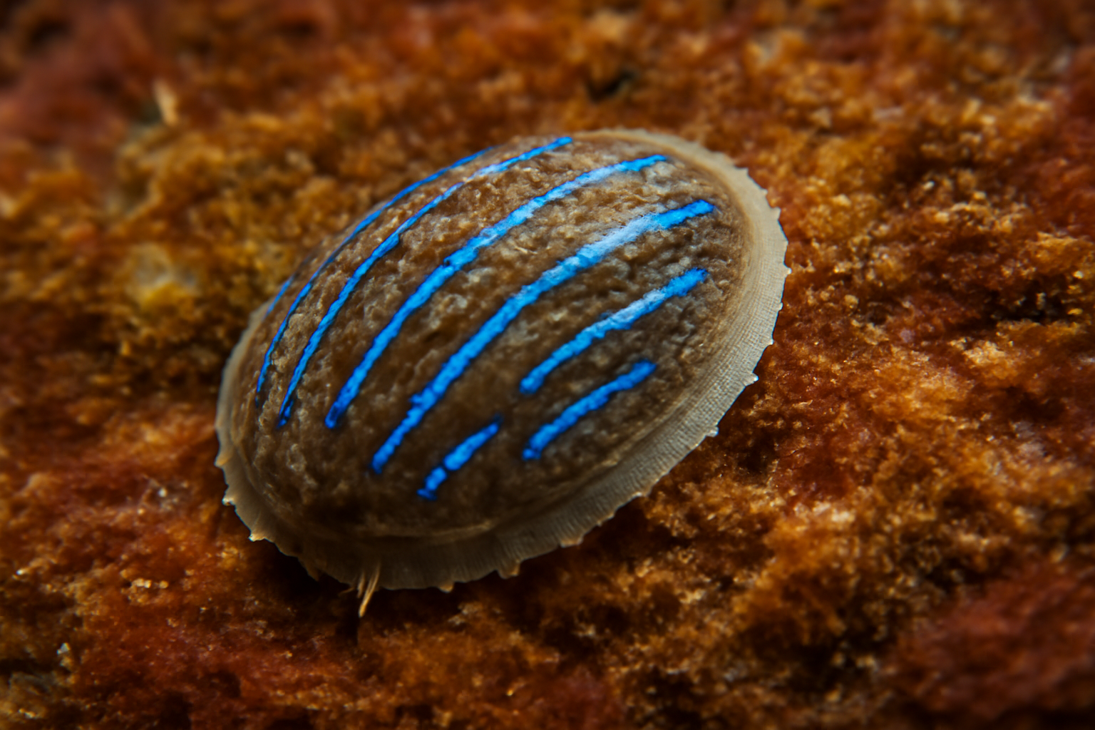 Blue-rayed Limpet