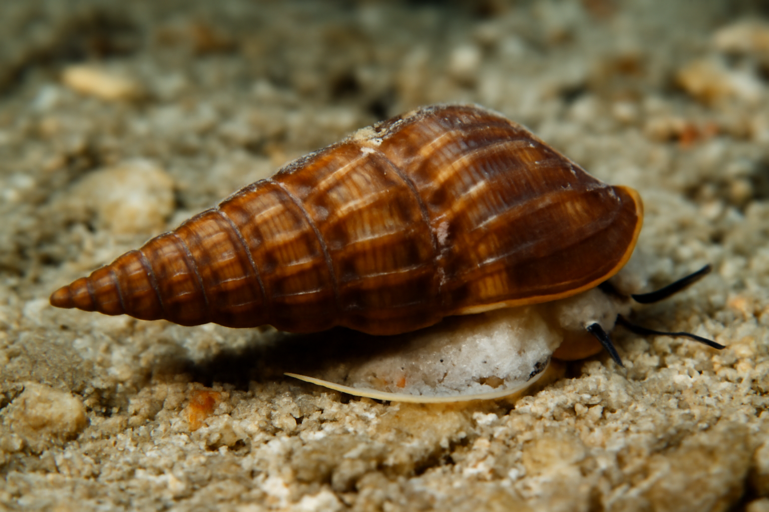 Brown Turret Snail