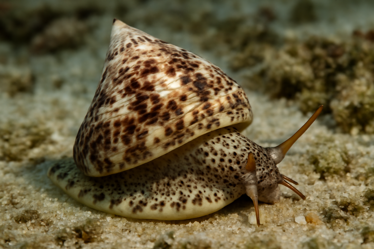 Marbled Turret Snail