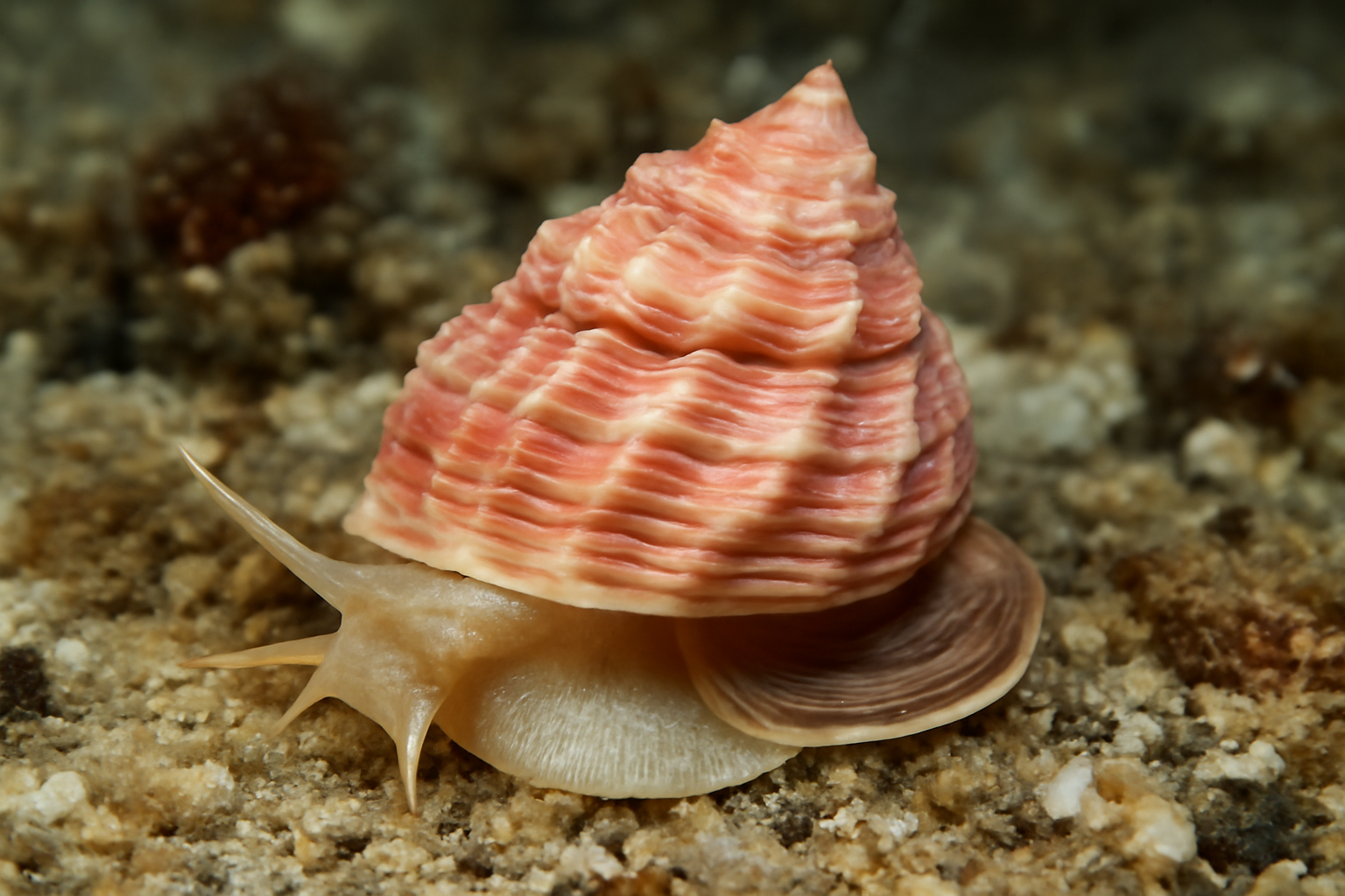 Rose Petal Turret Snail