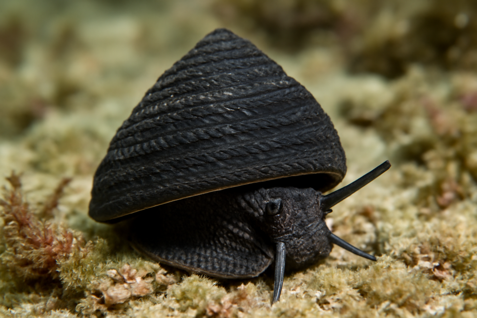Black Turret Snail