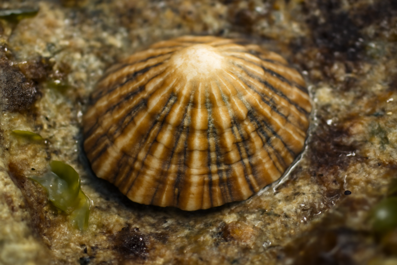 Tasmanian limpet