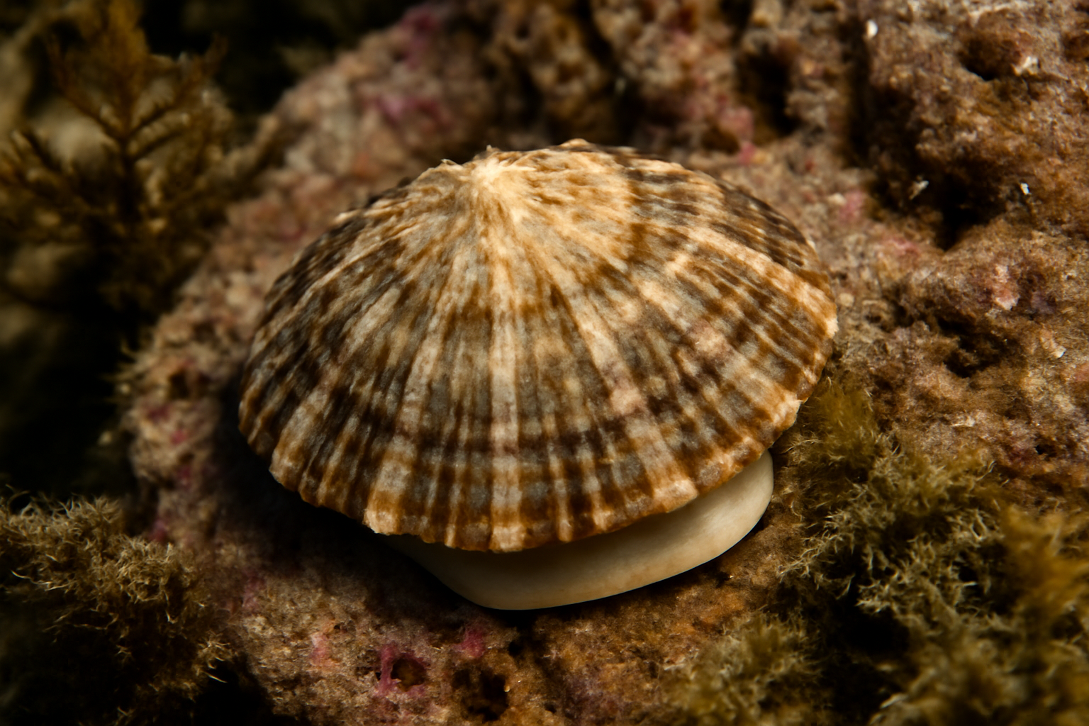 Patagonian Limpet