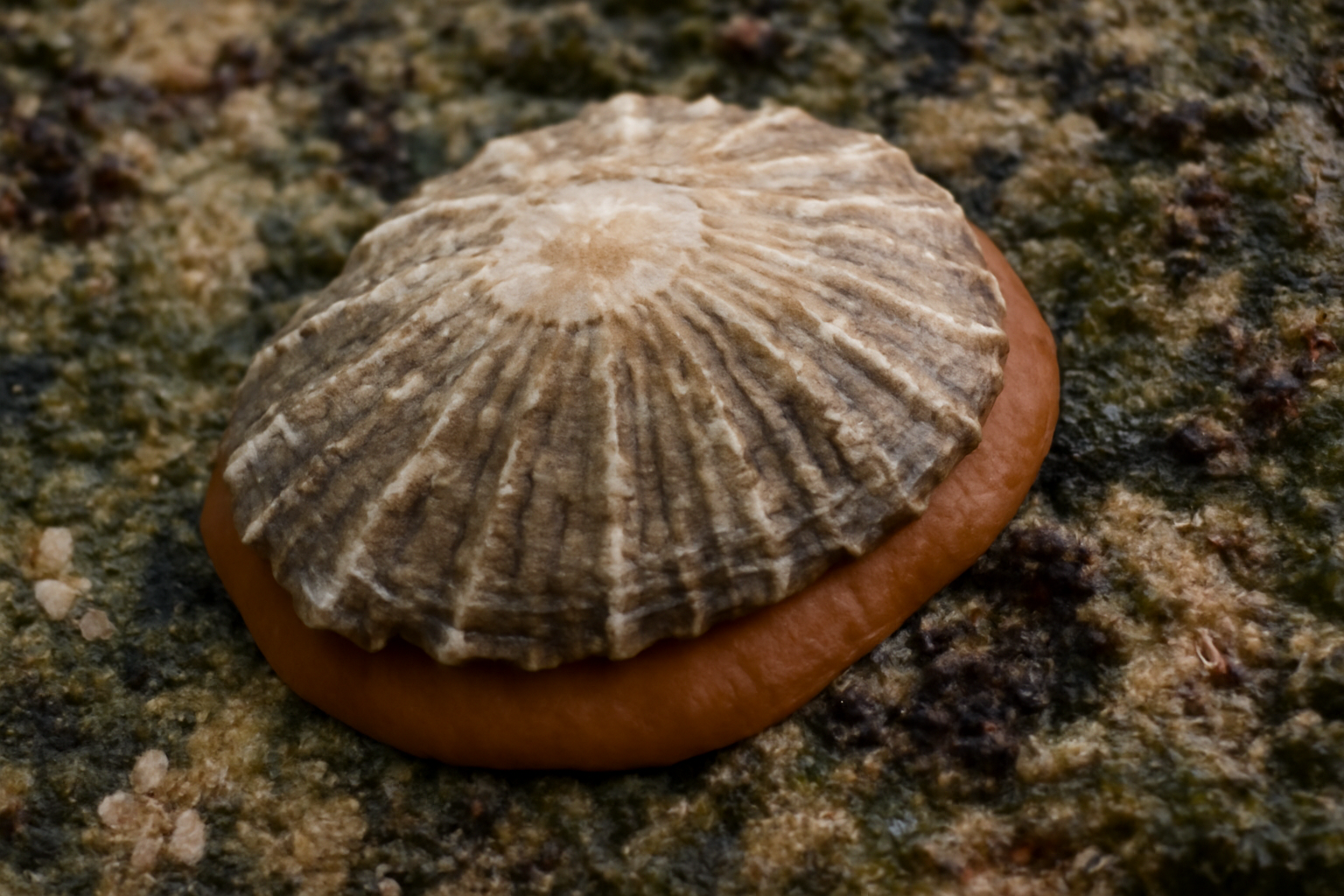 Chilean Limpet