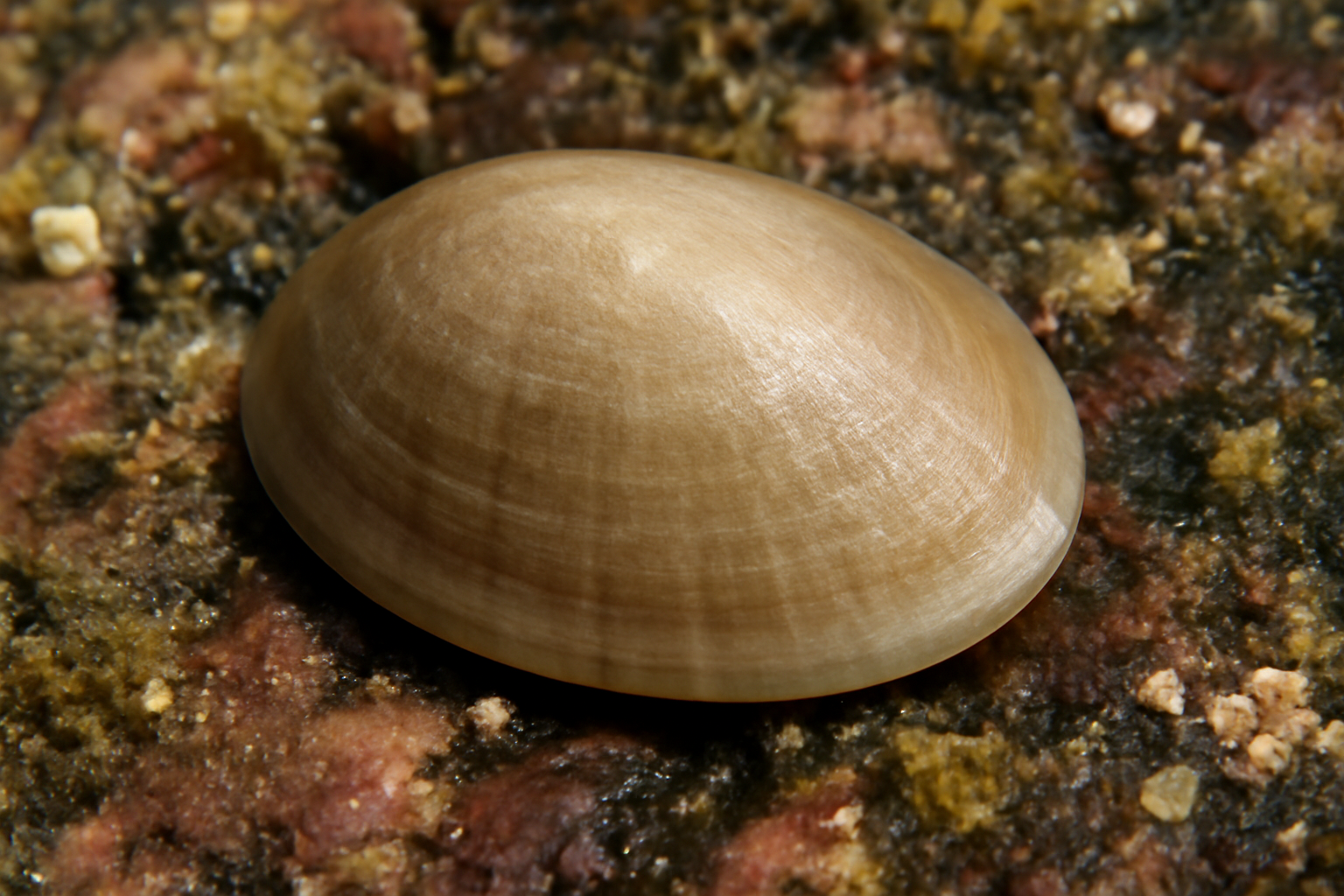 Smooth Limpet