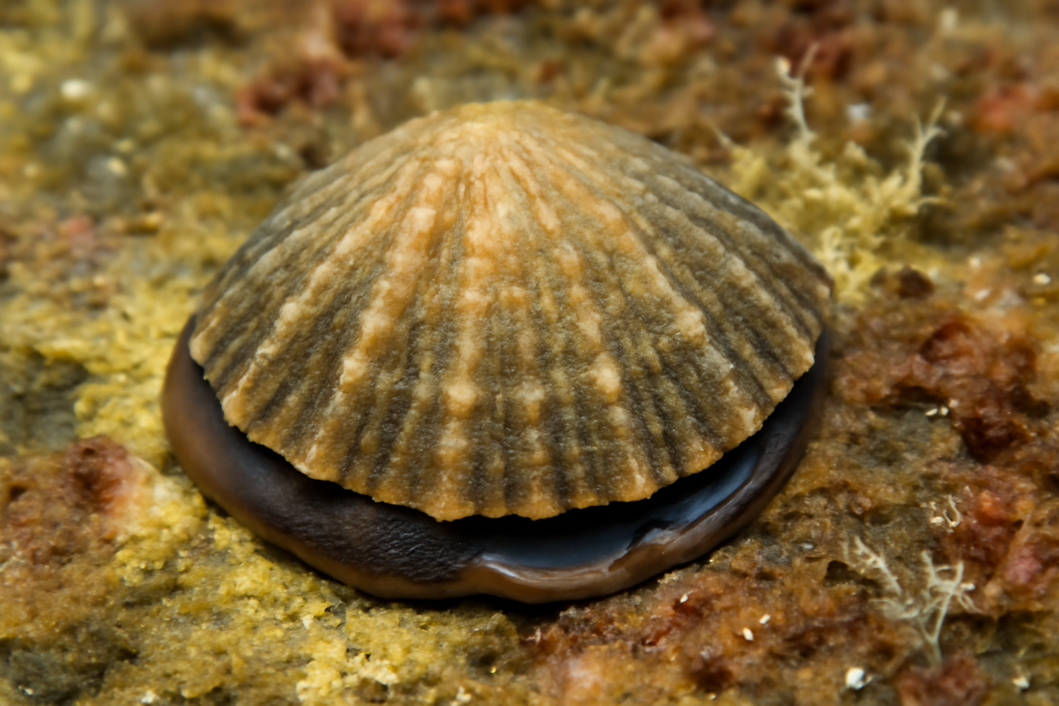 Falkland Limpet