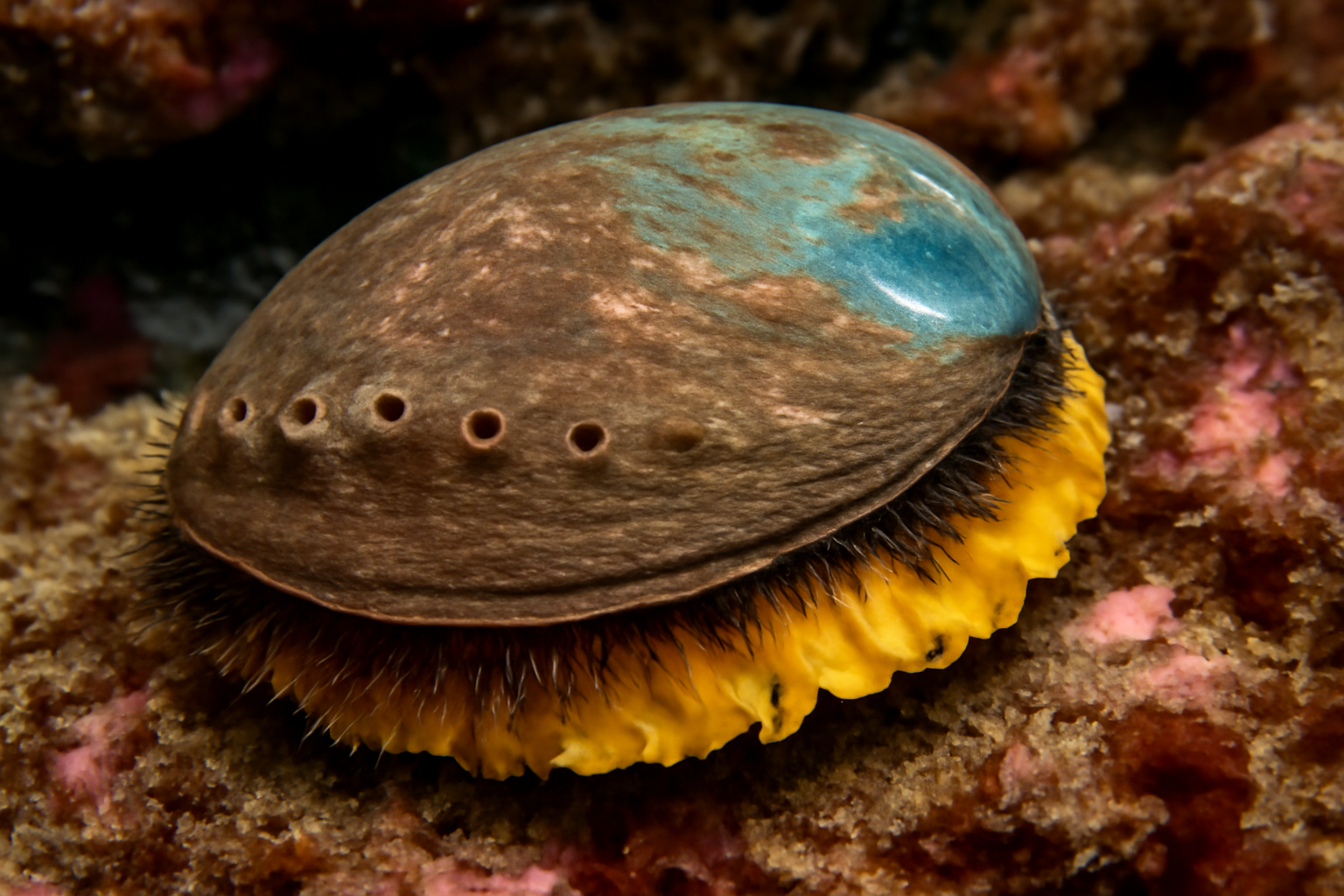 Yellowfoot Pāua