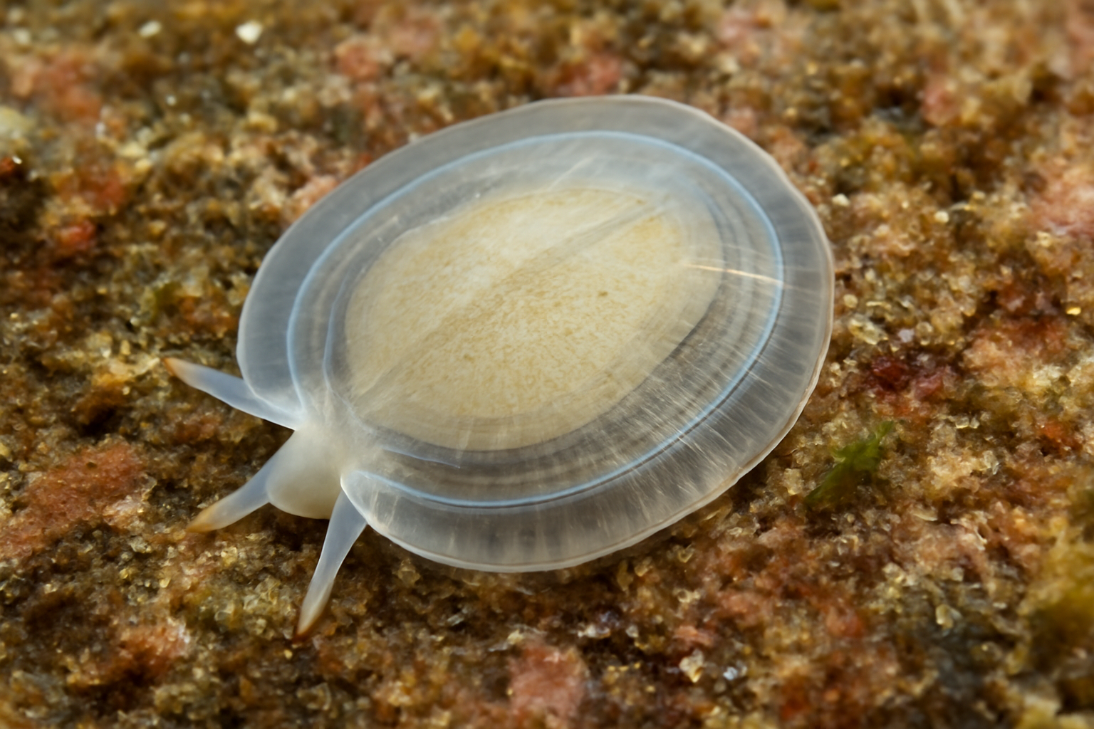 Transparent Limpet