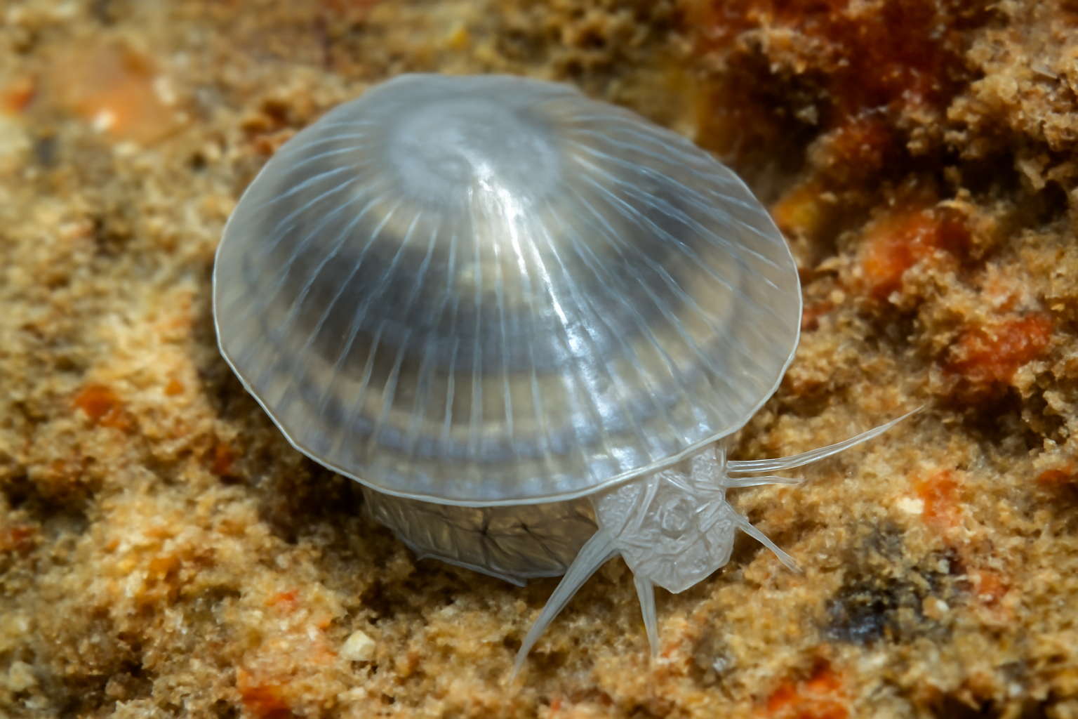 Glassy Limpet