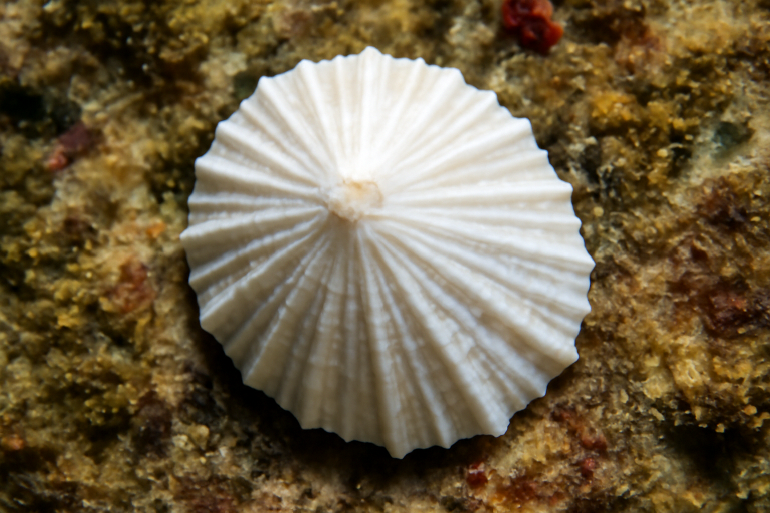 White Limpet