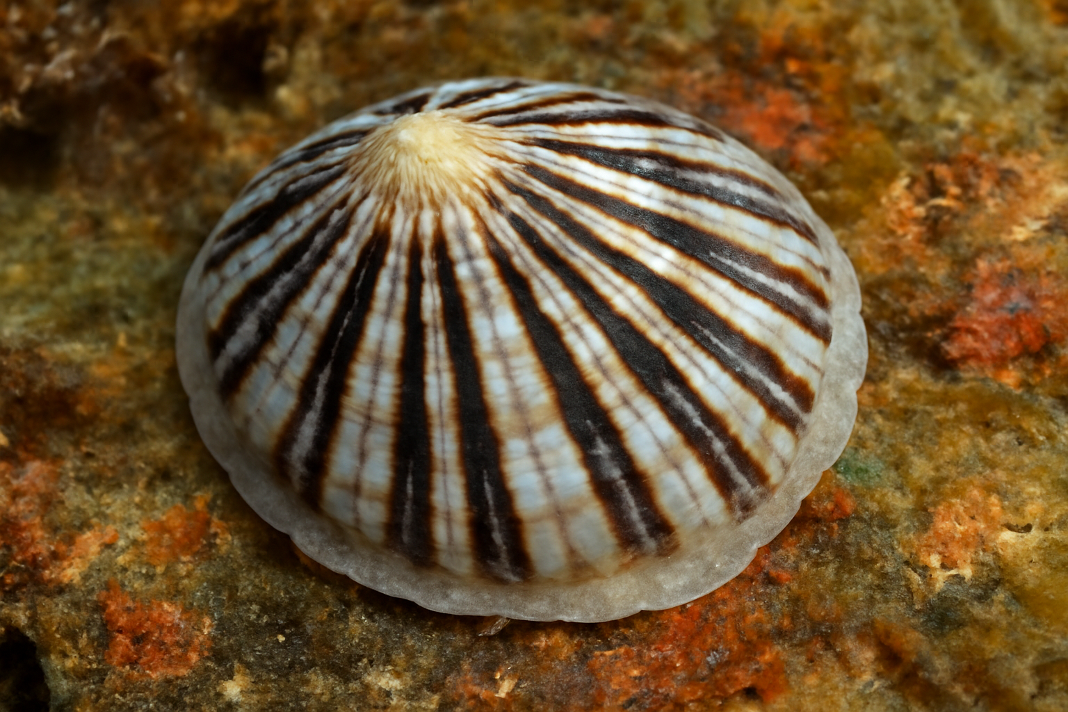Striped White Limpet