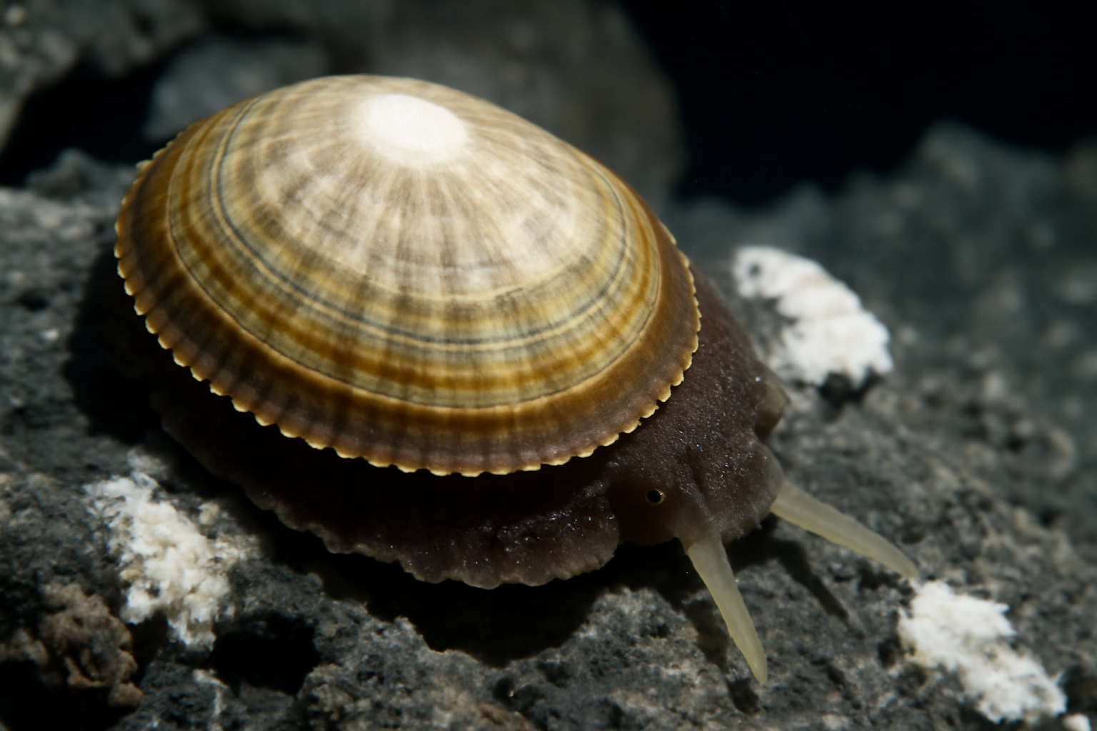 Deep-sea hydrothermal vent limpet