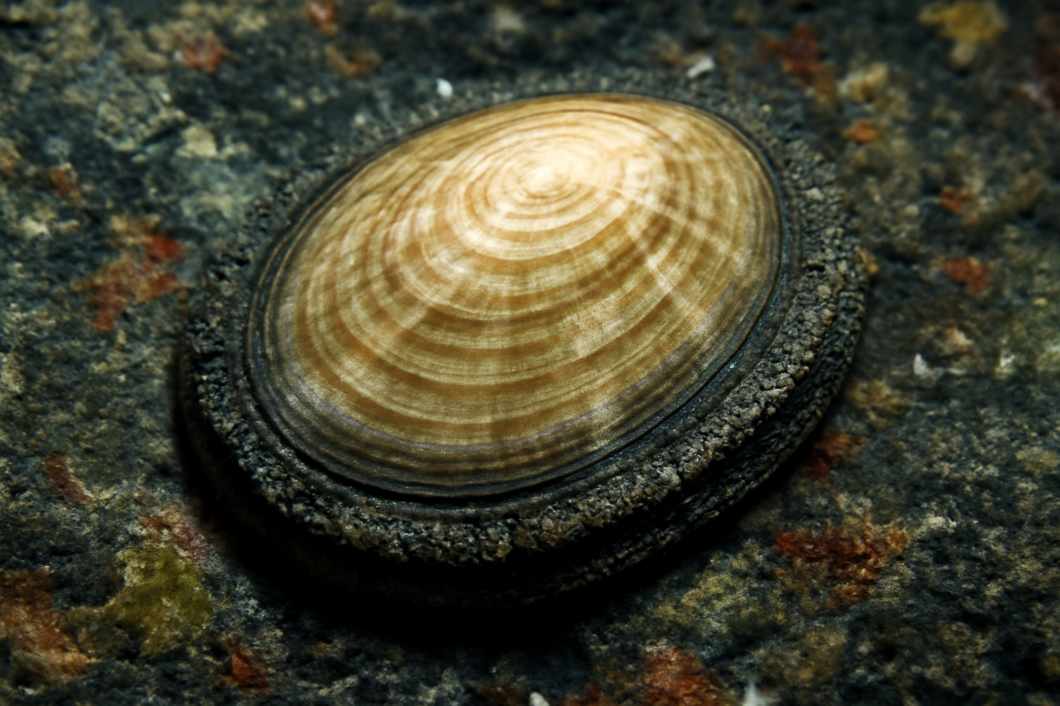 Galapagos Rift limpet