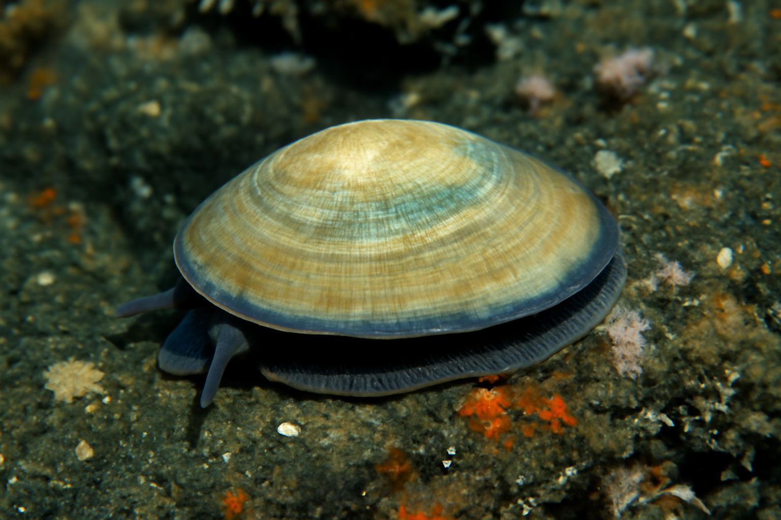 Juan de Fuca Ridge limpet