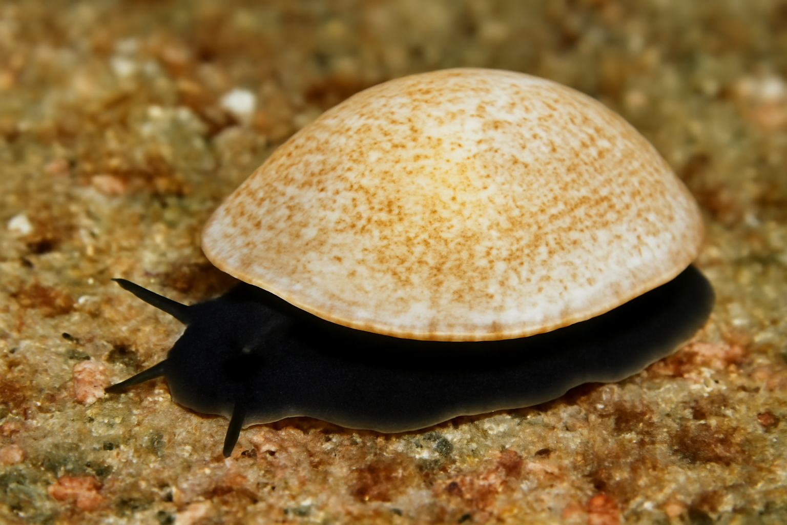 Blackfoot Slipper Snail