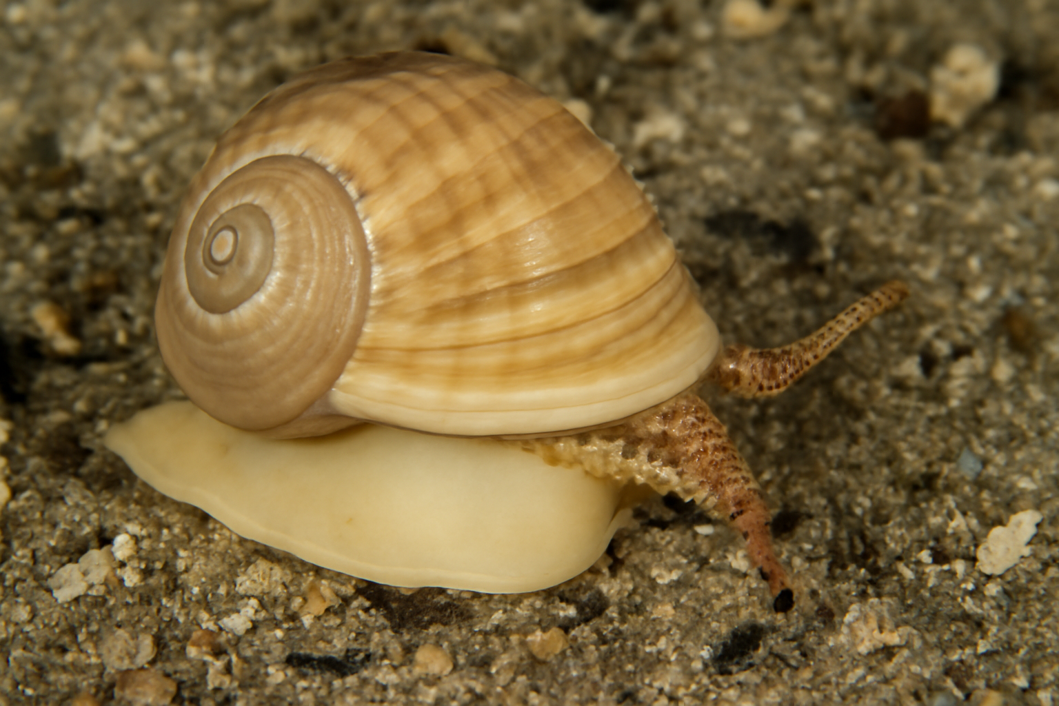 Tasmanian necklace shell