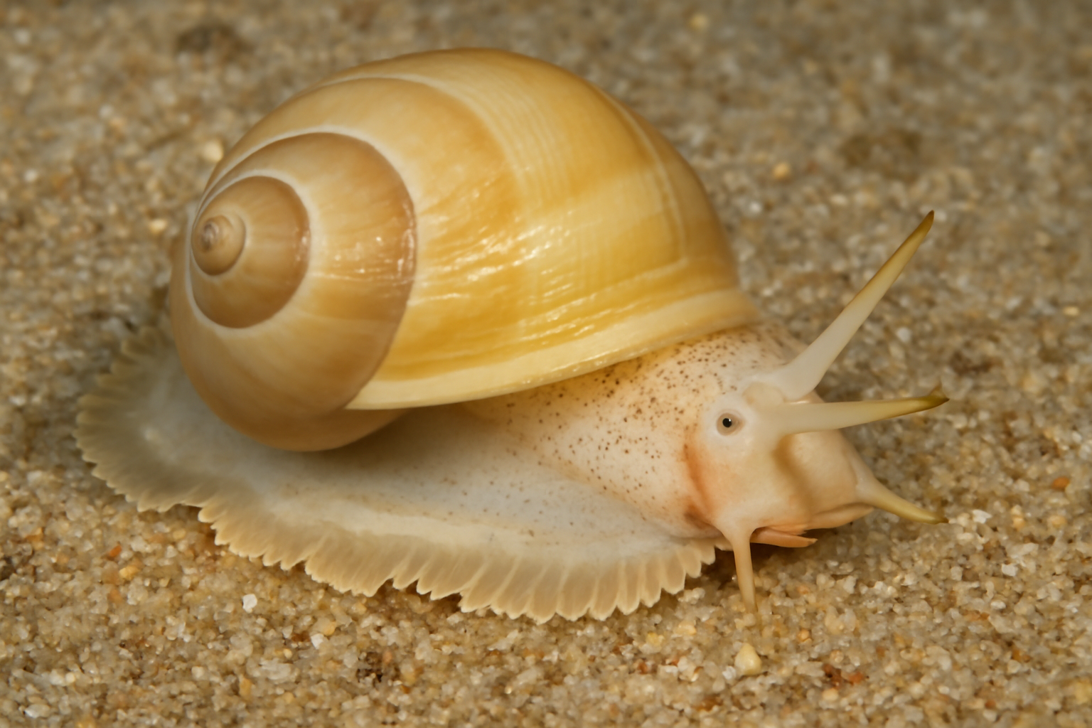South African necklace shell